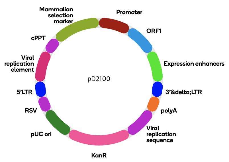 Lentiviral Vectors